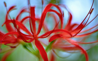 Red flower blurry background macro - a blurry image of a flower free wallpaper