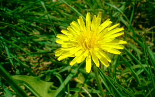 Yellow flower grass leaves blurry - a yellow flower free wallpaper