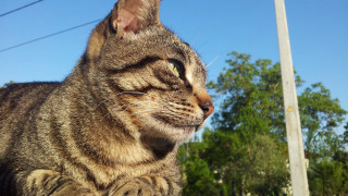Cat ledge looking up trees - a ledge free wallpaper for desktop