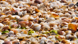 Shells broccoli beach ecological art - the ground together free wallpaper
