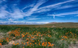 Flower field mountain sky autumn - a field of flowers free wallpaper for desktop