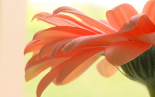 Flower closeup blurry background window - a window in the background free wallpaper