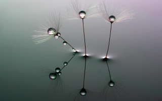 Dandelion water drops reflection macro - a dandelion free wallpaper for desktop