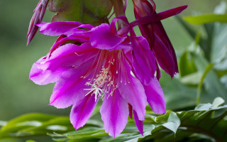 Purple flower bird macro nature - a green background and a blurry background behind free wallpaper