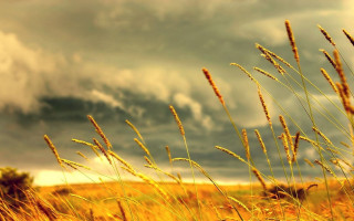 Field tallgrass cloudy sky dusk - a cloudy sky in the background free wallpaper