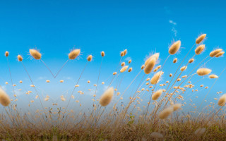 Field tallgrass blueSky clouds yellowflowers - a few yellow flower free wallpaper