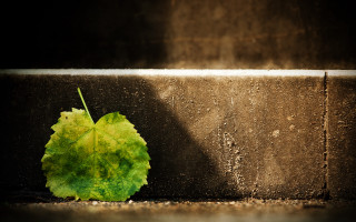 Leaf wall shadow night sky - a leaf free wallpaper for desktop