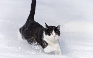 Black white cat running snow - action pose free wallpaper