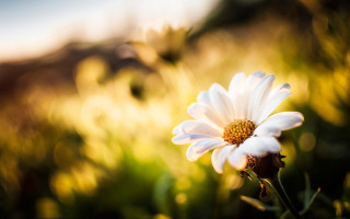 White flower field bokeh shoot - sunlight free wallpaper