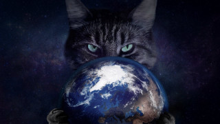 Cat earth blue starry night - a blue earth free wallpaper