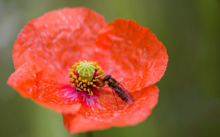 Fly red flower water droplets - petal free wallpaper