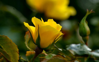 Yellow rose garden macro shallow - a yellow rose free wallpaper