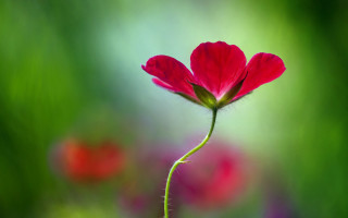 Red flower macro blurry background 4 - a blurry background of flowers free wallpaper