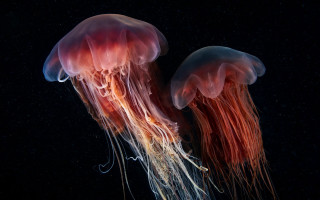 Jellyfish ocean black background naturalism - jellyfish free wallpaper