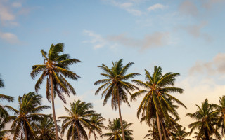 Palm trees blue sky clouds 7 - overhead free wallpaper