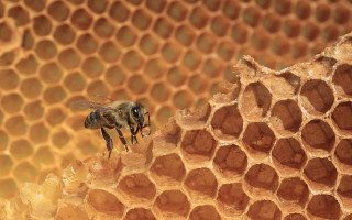 Bee honeycomb macro photography urban - a bee free wallpaper for desktop