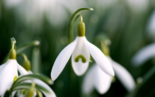 White flower green stems blurry - white flower free wallpaper