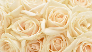 White roses closeup soft background - white rose free wallpaper
