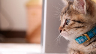 Kitten bluecollar laptop blurrybackground cute - a blue collar free wallpaper