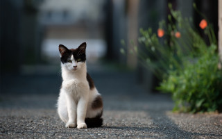 Black white cat road bush - cat free wallpaper