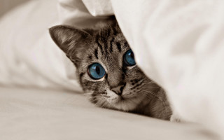 Cat blue eyes peeking under - under a blanket free wallpaper