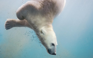 Polar bear underwater aurora milky - head and neck free wallpaper