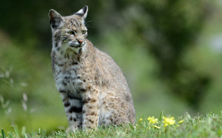 Cat forest green field yellow - a lush green field next free wallpaper