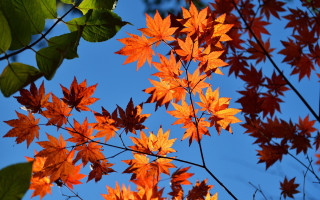 Fall orange leaves blue sky 2 - a tree free wallpaper