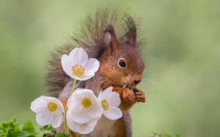 Squirrel nut whiteflowers blurrybackground greenfield - a nut free wallpaper