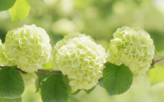 Branch leaves white flowers blurry - white flower free wallpaper