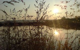 Lake sunset forest branch silhouette - a few plant free wallpaper