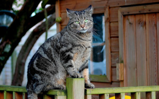 Cat fence green eyes outdoor - a wooden fence free wallpaper