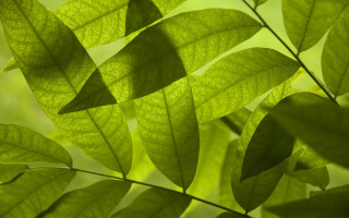 Green leafy plant sunlight macro - sunlight free wallpaper for desktop