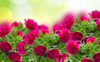 Pink flowers green leaves blurry 3 - celia fiennes free wallpaper