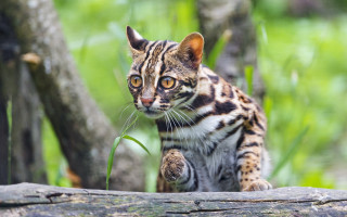Curious sumatran cat on log - in the wood free wallpaper