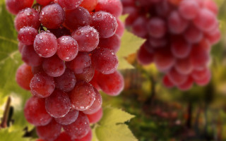 Grapes water droplets vine leaves - a vine free wallpaper