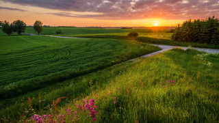 Dirt road flower field sunset - free summer wallpaper