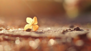 Leaf sunlight blurry background macro - a single leaf free wallpaper for desktop