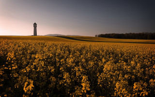 Field flowers lighttower autumn sunset - synthetism free wallpaper