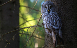 Owl forest branch sunlight nature - a large owl free wallpaper