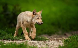 Young wolf cub running grass - a grassy area free wallpaper