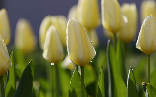 Yellow flowers water droplets bokeh - the sun light free wallpaper