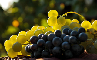 Grapes basket stilllife bokeh synthetism - sharp free wallpaper