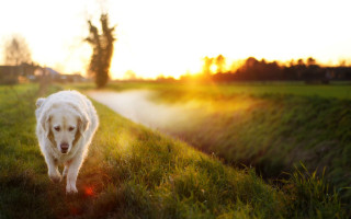 Dog field sunset flare autumn - a dog free wallpaper for desktop