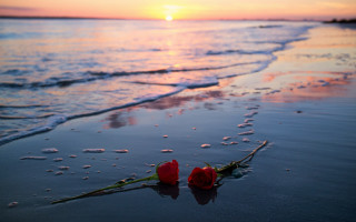 Roses beach sunset reflection romantic - two rose free wallpaper