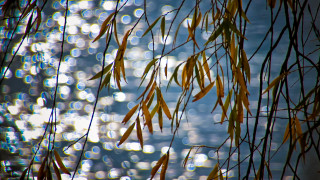 Tree branch water leaves autumn - a close up of a tree branch free wallpaper