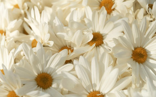 White flower vase macro daisy - yellow center free wallpaper