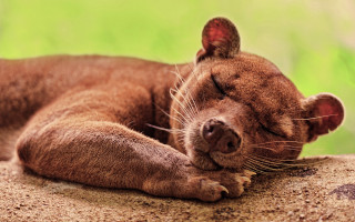 Brown dog sleeping rock green - a brown dog free wallpaper