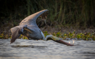 Bird flying fish mouth wings - mouth free wallpaper