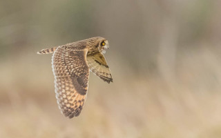 Bird flying wings spread tiltshift - head free wallpaper